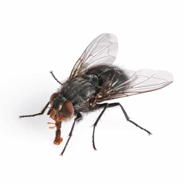 House Fly Pest Service