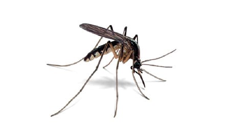 Mosquito Pest Service