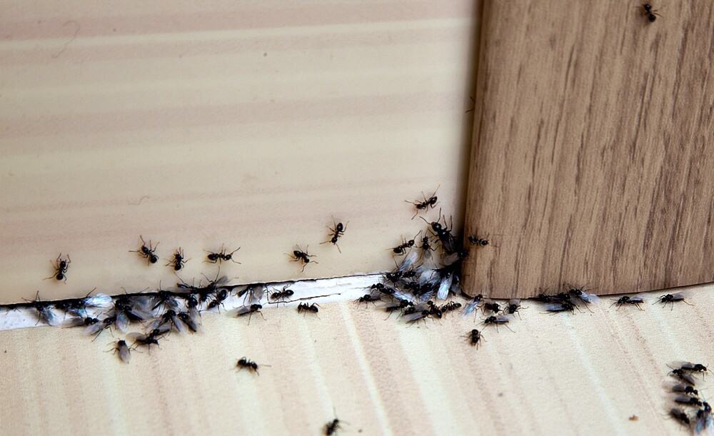 Herbal Ant Pest Control