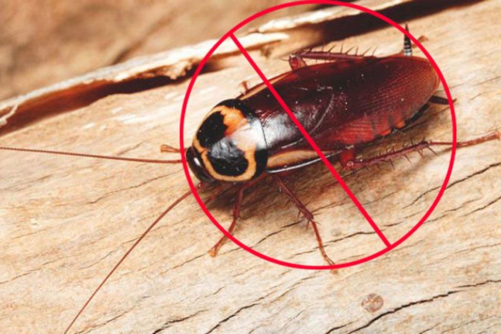 Anti Cockroach Pest Service