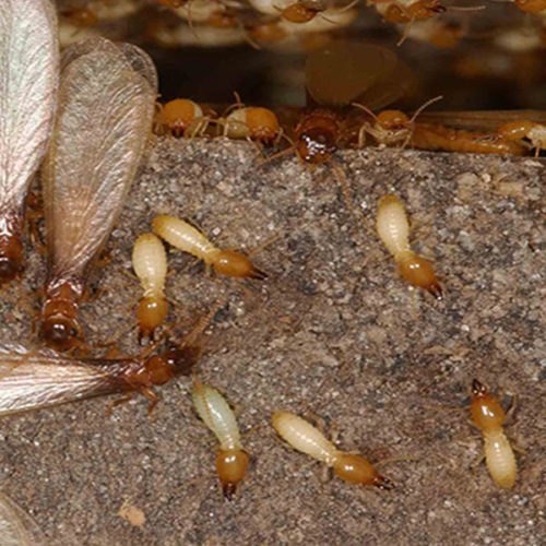 Anti Termite Treatment Udaipur
