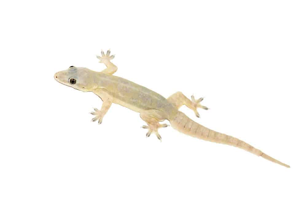Lizard Control Services